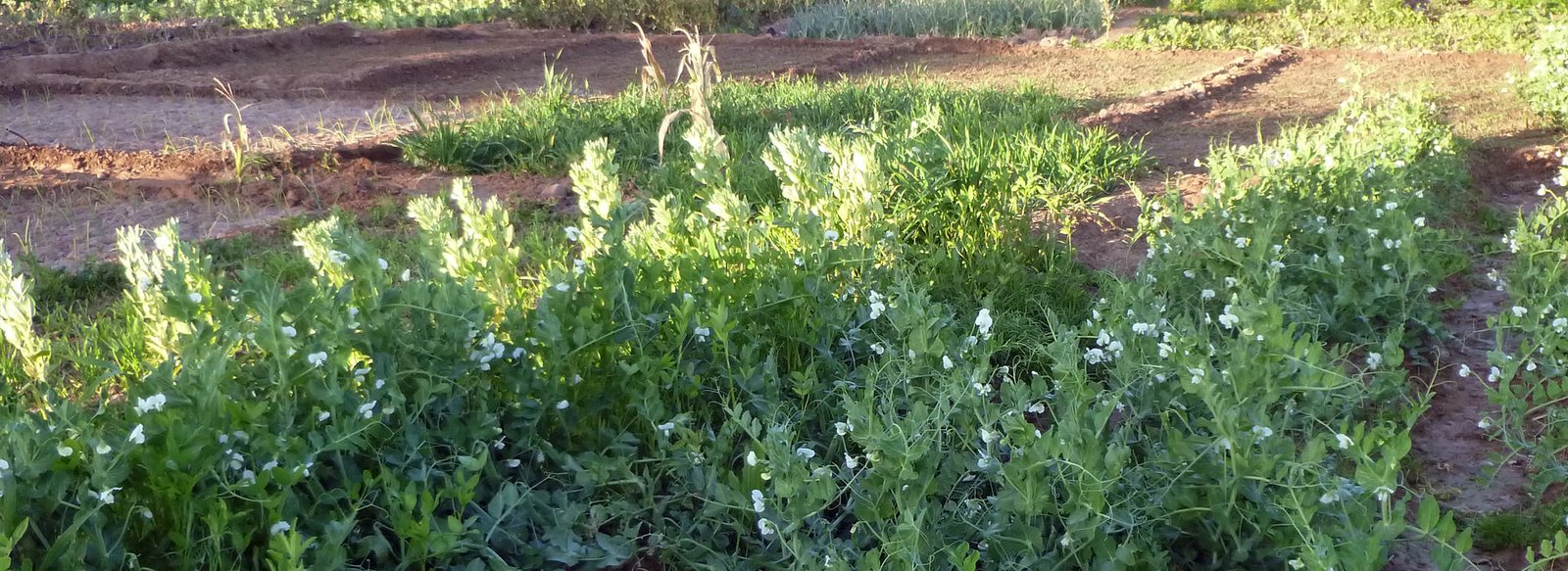 potager3