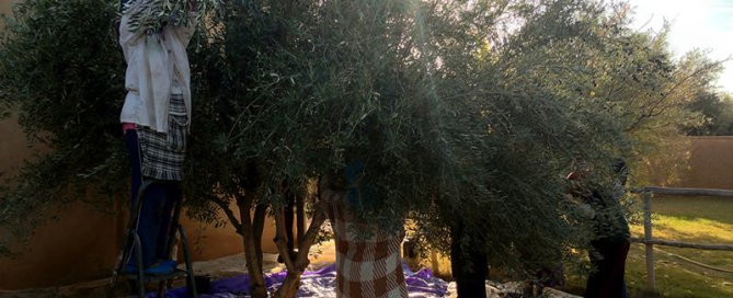 recolte-olives